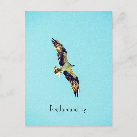 Osprey art briefkaart (Voorkant)