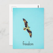 Osprey art briefkaart (Voorkant / Achterkant)