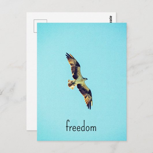 Osprey art briefkaart (Voorkant / Achterkant)