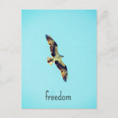 Osprey art briefkaart (Voorkant)