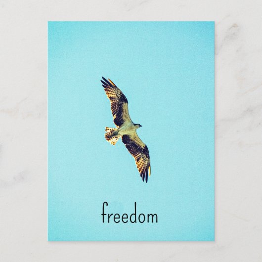 Osprey art briefkaart (Voorkant)