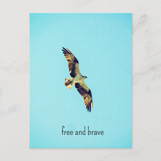 Osprey art feestdagenkaart (Voorkant)