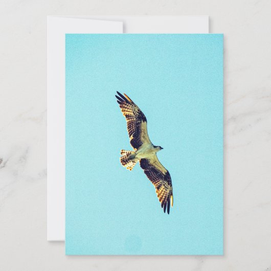 Osprey art kaart (Voorkant)