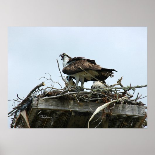 Osprey Baby's in nestPoster Poster (Voorkant)