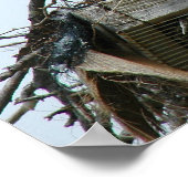 Osprey Baby's in nestPoster Poster (Hoek)