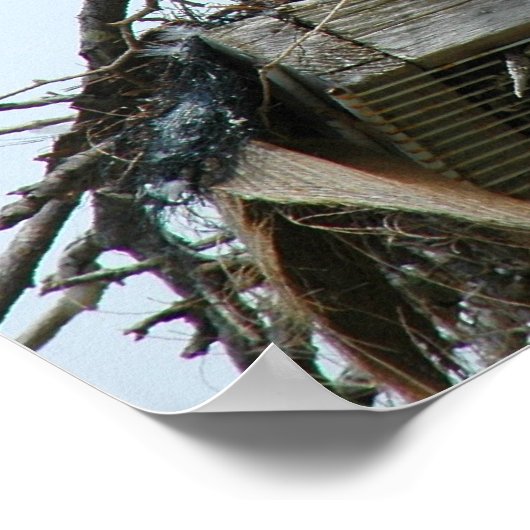 Osprey Baby's in nestPoster Poster (Hoek)