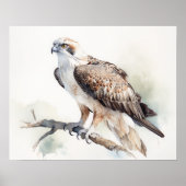 Osprey Bird Art Print Poster (Voorkant)
