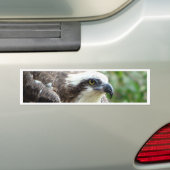 Osprey Bird Bumpersticker (Op auto)