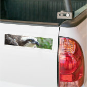 Osprey Bird Bumpersticker (Op Truck)