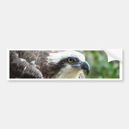 Osprey Bird Bumpersticker (Voorkant)