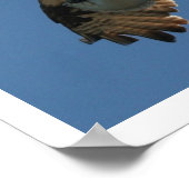 Osprey Bird & Halibut Fish Print (Hoek)