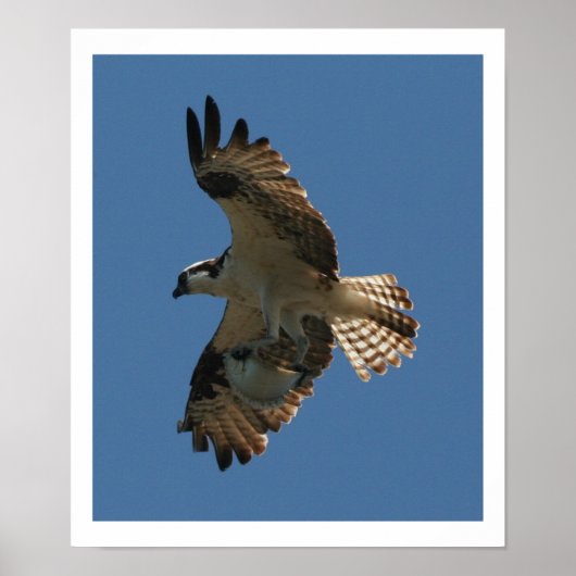 Osprey Bird & Halibut Fish Print (Voorkant)