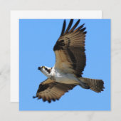 Osprey Bird Invitations Kaart (Voorkant / Achterkant)