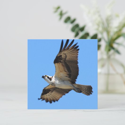 Osprey Bird Invitations Kaart (Staand voorkant)