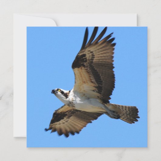 Osprey Bird Invitations Kaart (Voorkant)