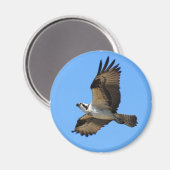 Osprey Bird Magnet (Voorkant / Achterkant)