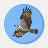Osprey Bird Magnet (Voorkant)