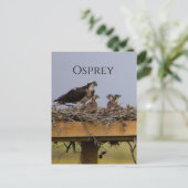 Osprey Bird Nest Briefkaart (Staand voorkant)