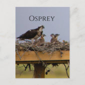 Osprey Bird Nest Briefkaart (Voorkant)