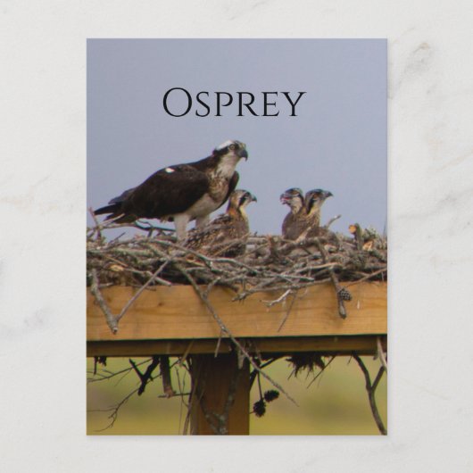 Osprey Bird Nest Briefkaart (Voorkant)