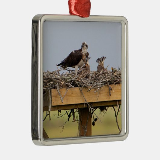 Osprey Bird Nest Ornament (Rechts)