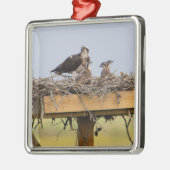 Osprey Bird Nest Ornament (Links)