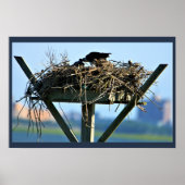 Osprey Bird Nest Poster (Voorkant)