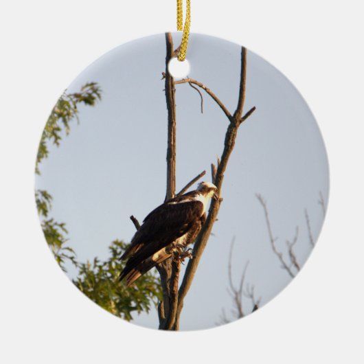 Osprey Bird Ornament (Voorkant)