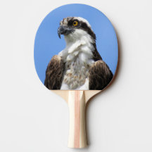 Osprey - Bird - Ping Pong Paddle