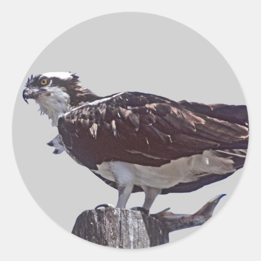 Osprey Bird Ronde Sticker (Voorkant)