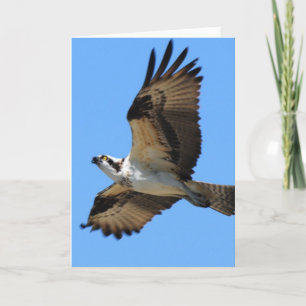 Osprey Bird Wenskaart Kaart