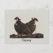 Osprey Birds in het Nest Briefkaart (Voorkant)