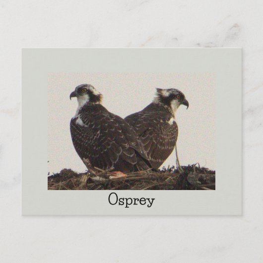Osprey Birds in het Nest Briefkaart (Voorkant)