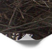 Osprey Birds in het Nest Poster (Hoek)