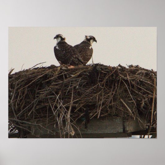 Osprey Birds in het Nest Poster (Voorkant)