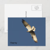 Osprey Briefkaart (Voorkant / Achterkant)