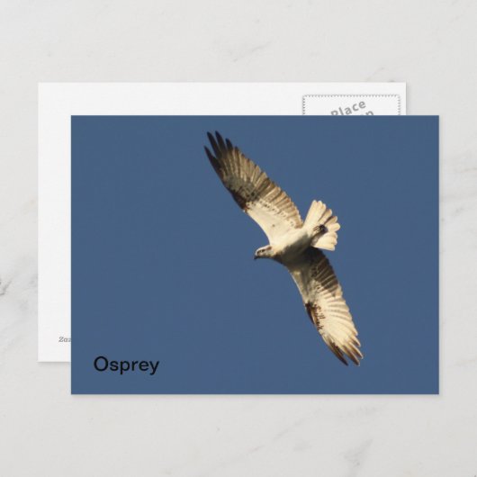 Osprey Briefkaart (Voorkant / Achterkant)