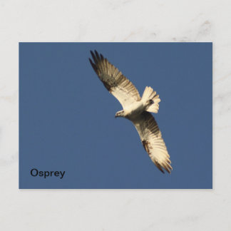 Osprey Briefkaart