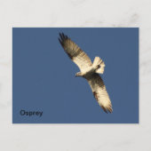 Osprey Briefkaart (Voorkant)