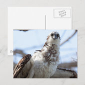 Osprey Briefkaart (Voorkant / Achterkant)