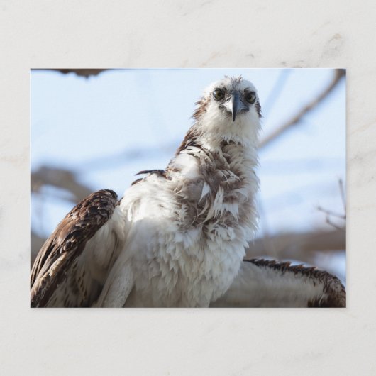 Osprey Briefkaart (Voorkant)
