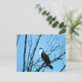 Osprey Briefkaart (Staand voorkant)