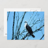 Osprey Briefkaart (Voorkant / Achterkant)