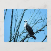 Osprey Briefkaart (Voorkant)