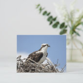 Osprey Briefkaart (Staand voorkant)