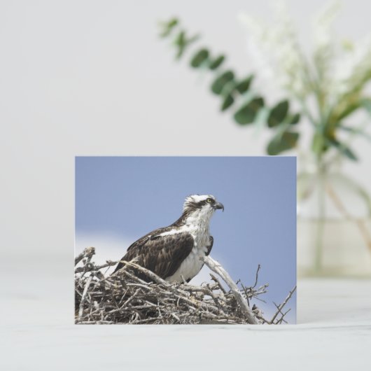 Osprey Briefkaart (Staand voorkant)