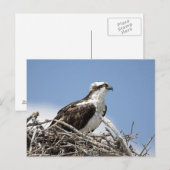 Osprey Briefkaart (Voorkant / Achterkant)