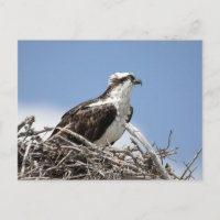 Osprey