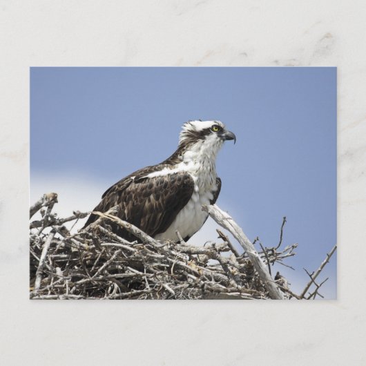 Osprey Briefkaart (Voorkant)