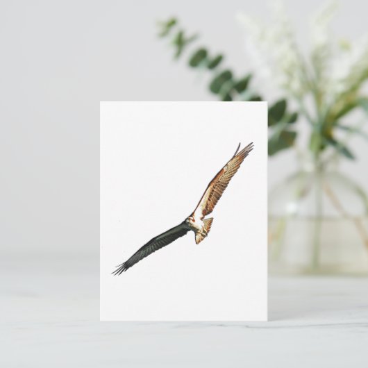 Osprey Briefkaart (Staand voorkant)